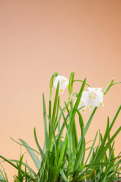 春天雪花在草地上 — 图库照片