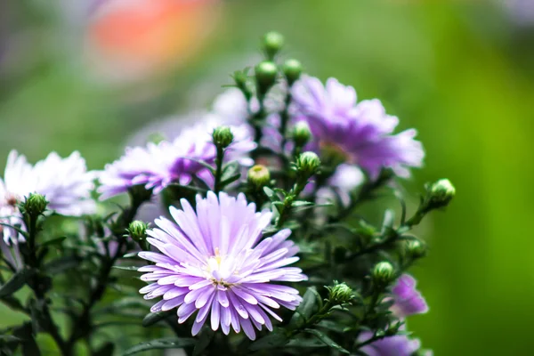 花园里的花 — 图库照片