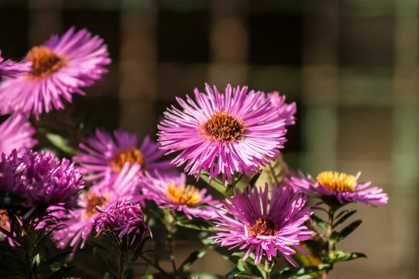 Fleurs dans le jardin — Photo