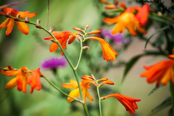 Bloemen in de tuin — Stockfoto