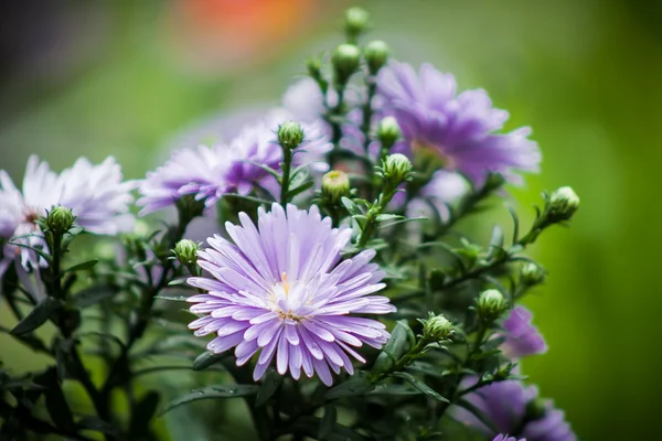 Bahçedeki çiçekler — Stok fotoğraf