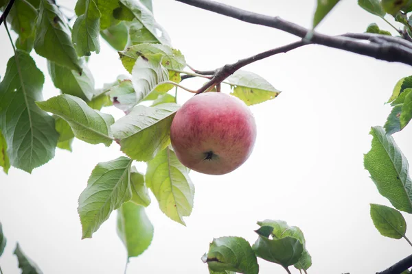 Κόκκινο μήλο σε ένα δέντρο στο η ruby κήπων, — Φωτογραφία Αρχείου