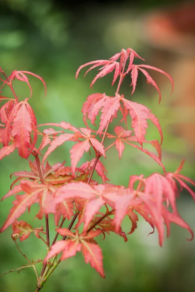 Palmatum Acer no jardim — Fotografia de Stock