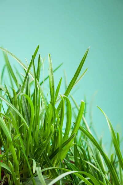 Leaf grass garden — Stock Photo, Image