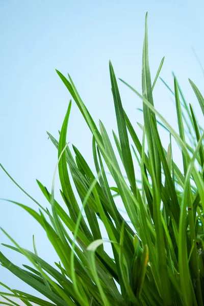 Leaf grass garden — Stock Photo, Image