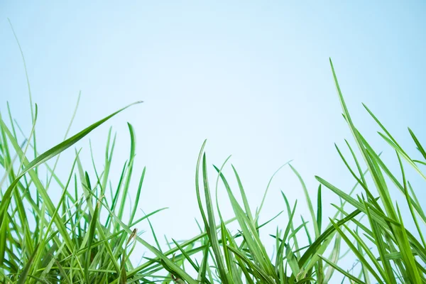 Leaf grass garden — Stock Photo, Image