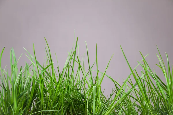 Leaf grass garden — Stock Photo, Image