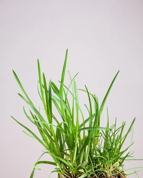 Leaf grass garden — Stock Photo, Image