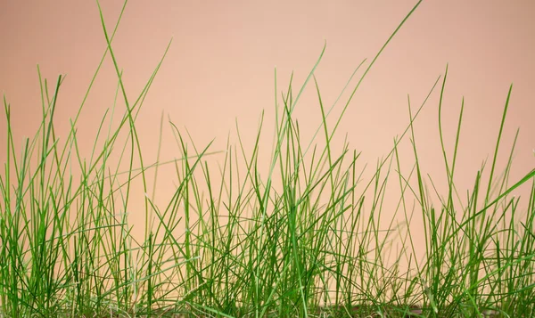 Folha grama jardim — Fotografia de Stock