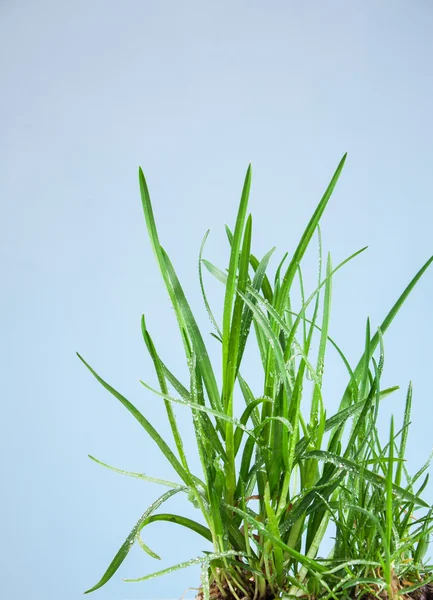 Jardín de hierba de hoja — Foto de Stock