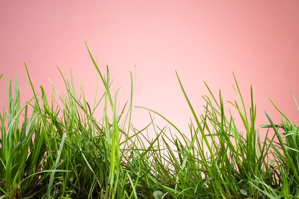 Folha grama jardim — Fotografia de Stock