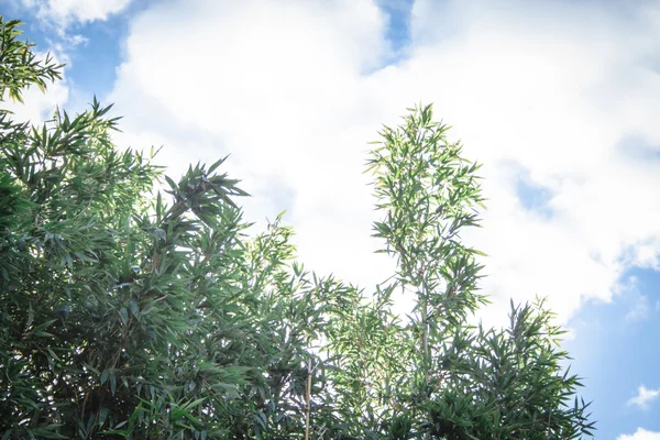 Planta de bambu no fundo natural — Fotografia de Stock