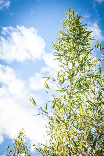 Bambuspflanze auf natürlichem Hintergrund — Stockfoto