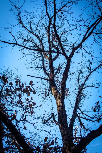 天然橡木树 — 图库照片