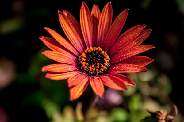 Perenne, bel fiore in giardino — Foto Stock