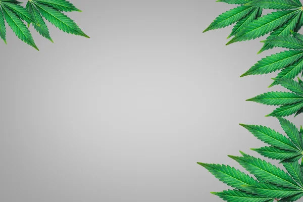 Foglie di marijuana su sfondo grigio — Foto Stock