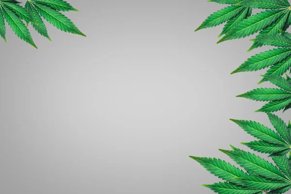 gri bir arka plan üzerinde marihuana yaprağı