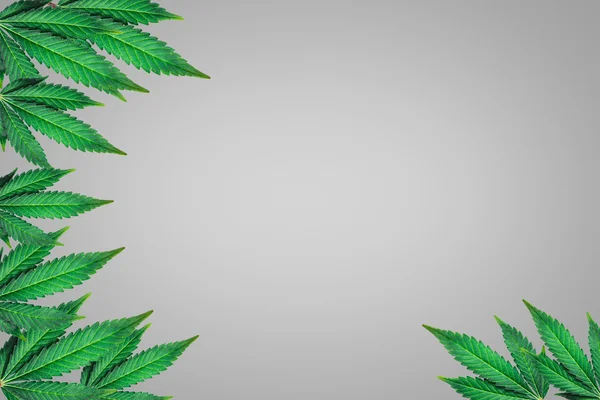 Gri bir arka plan üzerinde marihuana yaprağı — Stok fotoğraf