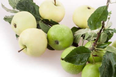 Beyaz arka plan üzerinde izole yaz elma