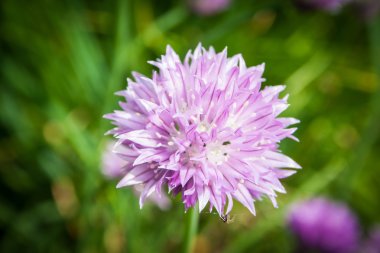 Bahçe Allium schoenoprasum içinde Frenk soğanı