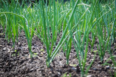 Bahçe Allium sativum alanında sarımsak