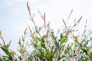 Willow, Salix integra 'Hakura Nishiki'