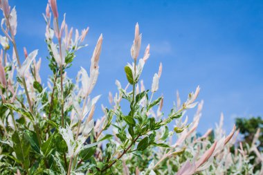 Willow, Salix integra 'Hakura Nishiki'