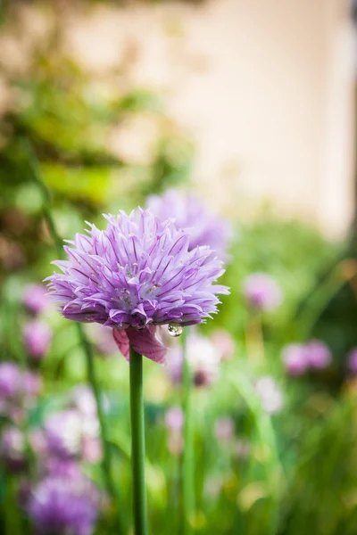 Cebolinha no jardim Allium schoenoprasum — Fotografia de Stock
