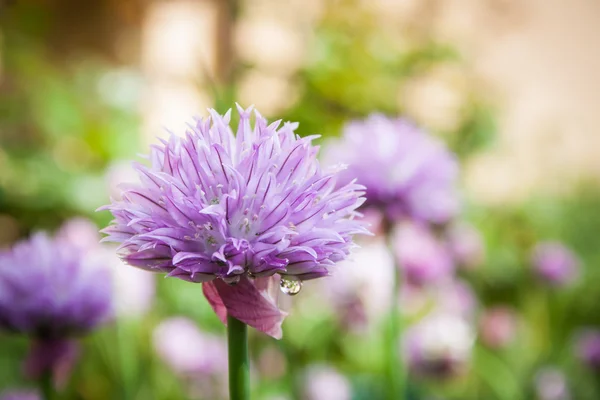 Cebolinha no jardim Allium schoenoprasum — Fotografia de Stock