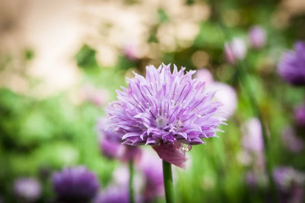 Erba cipollina in giardino Allium schoenoprasum — Foto Stock