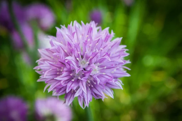 Erba cipollina in giardino Allium schoenoprasum — Foto Stock