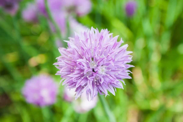 Cebolinha no jardim Allium schoenoprasum — Fotografia de Stock