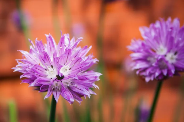 Cebolinha no jardim Allium schoenoprasum — Fotografia de Stock