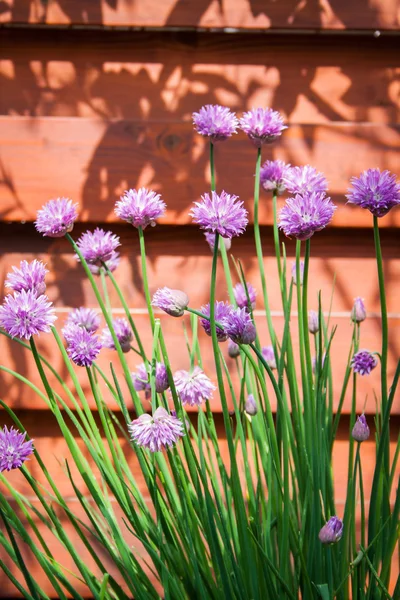 Pažitka v zahradní Allium schoenoprasum — Stock fotografie