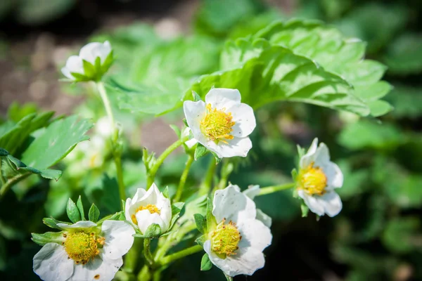 Blossoming strawberry field in garden — Stock Photo, Image