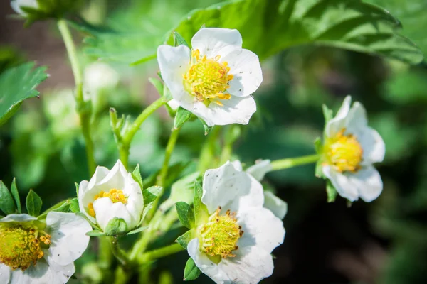 정원에서 딸기 꽃 필드 — 스톡 사진