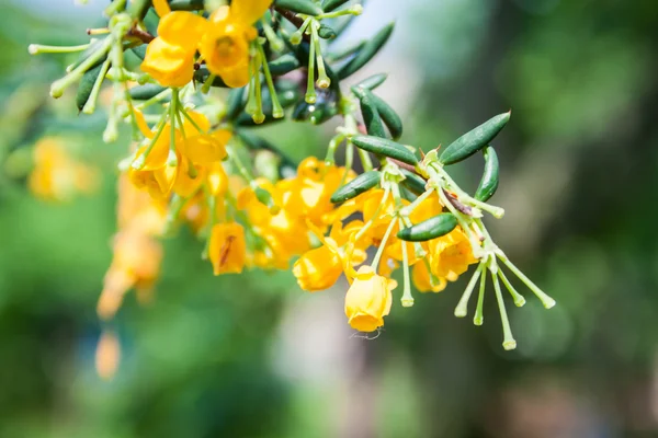 Barberry Berberis angustifolia no jardim — Fotografia de Stock