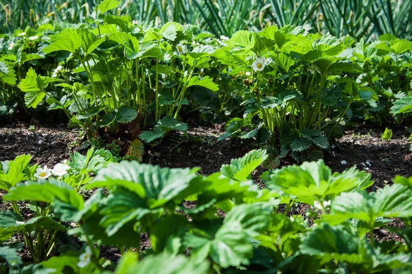 Campo de fresas en flor en el jardín — Foto de Stock