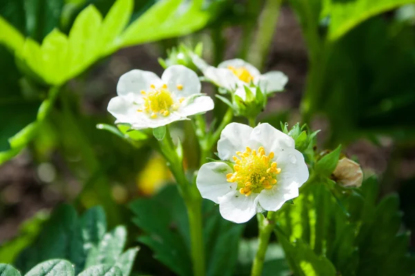 Aardbei bloeiend veld in tuin — Stockfoto