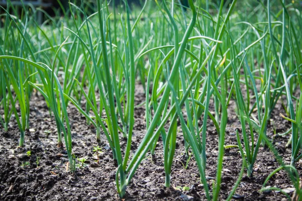 Campo de ajo en el jardín Allium sativum — Foto de Stock