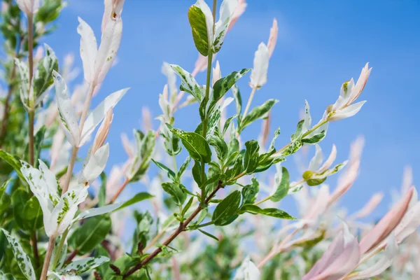 Willow, Salix integra 'Hakura Nishiki' — Foto Stock