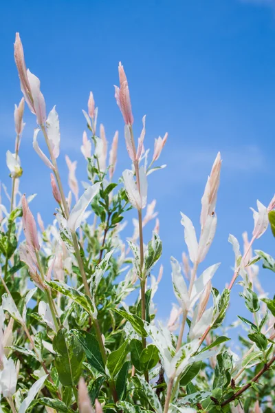 Willow, Salix integra 'Hakura Nishiki' — Stock Photo, Image