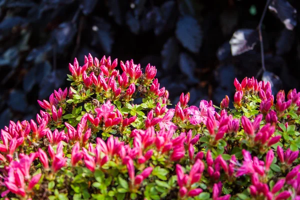 Bellissimo giardino di azalee giapponese — Foto Stock