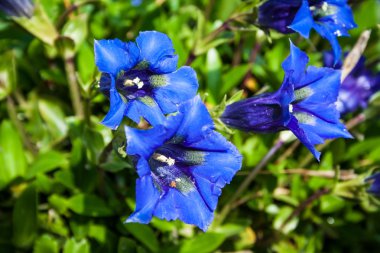 Yılan otu, Gentiana acaulis bahçede