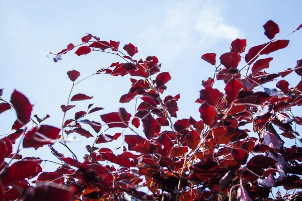 Faia vermelha, Fagus sylvatica Atropurpurea — Fotografia de Stock