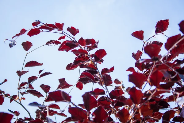 Faia vermelha, Fagus sylvatica Atropurpurea — Fotografia de Stock