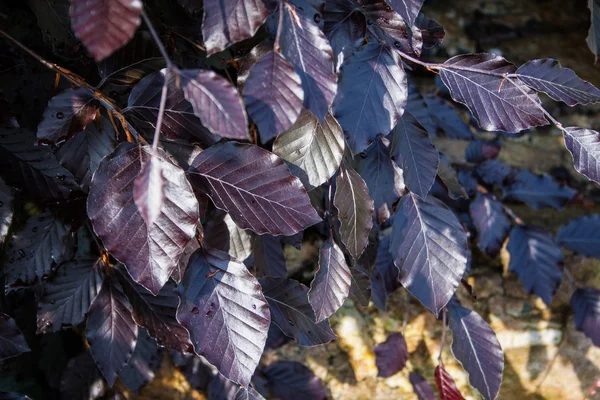 빨강 너도 밤나무, 밤나무 sylvatica Atropurpurea — 스톡 사진