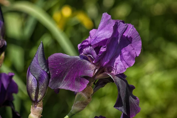 Iris germanica in de tuin — Stockfoto