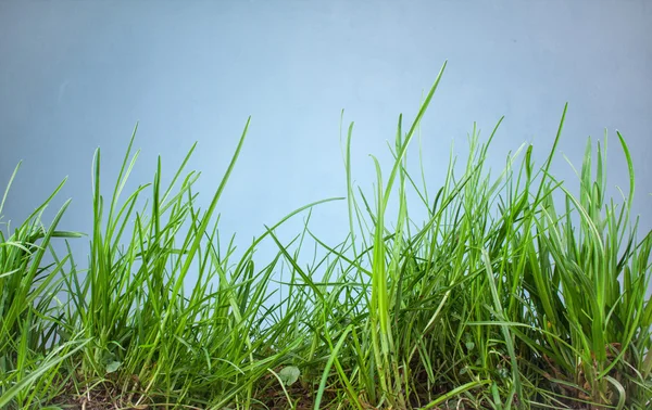 青色の背景の葉草 — ストック写真