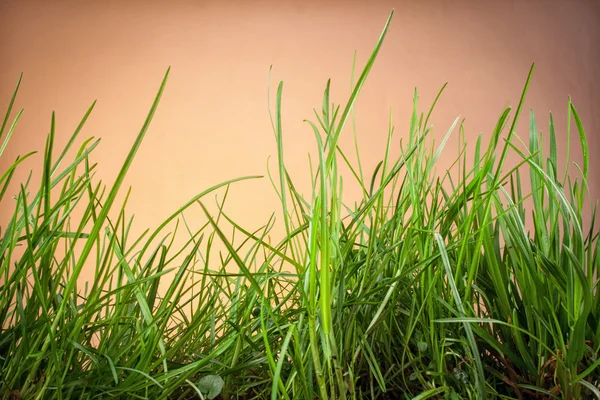 オレンジ色の背景の葉草 — ストック写真